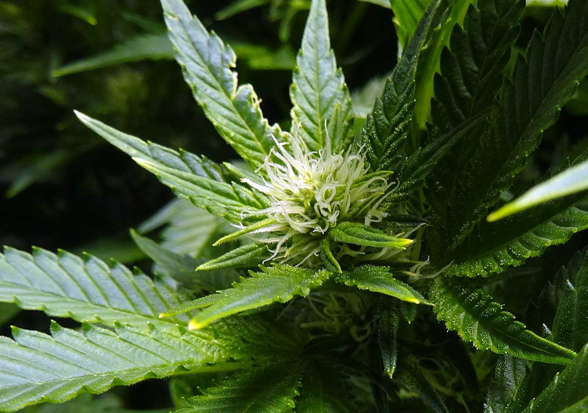 Best Flowering Stage Tips for Cannabis | Flowering Stage Week By Week