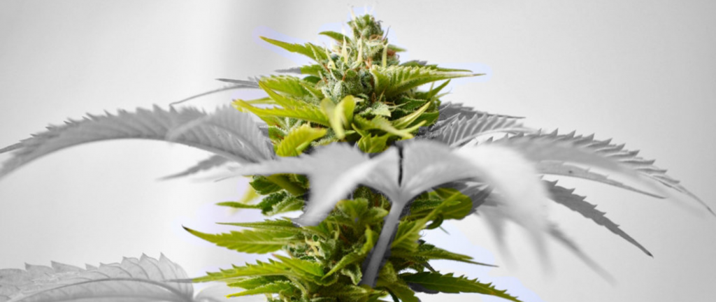 why do Marijuana Growers use Clones