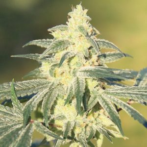 Gorilla Glue Cannabis Seeds