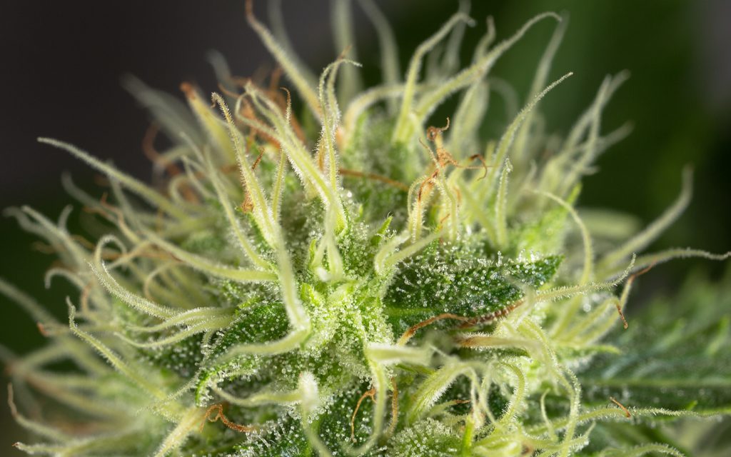 Growing OG Kush Cannabis Strain