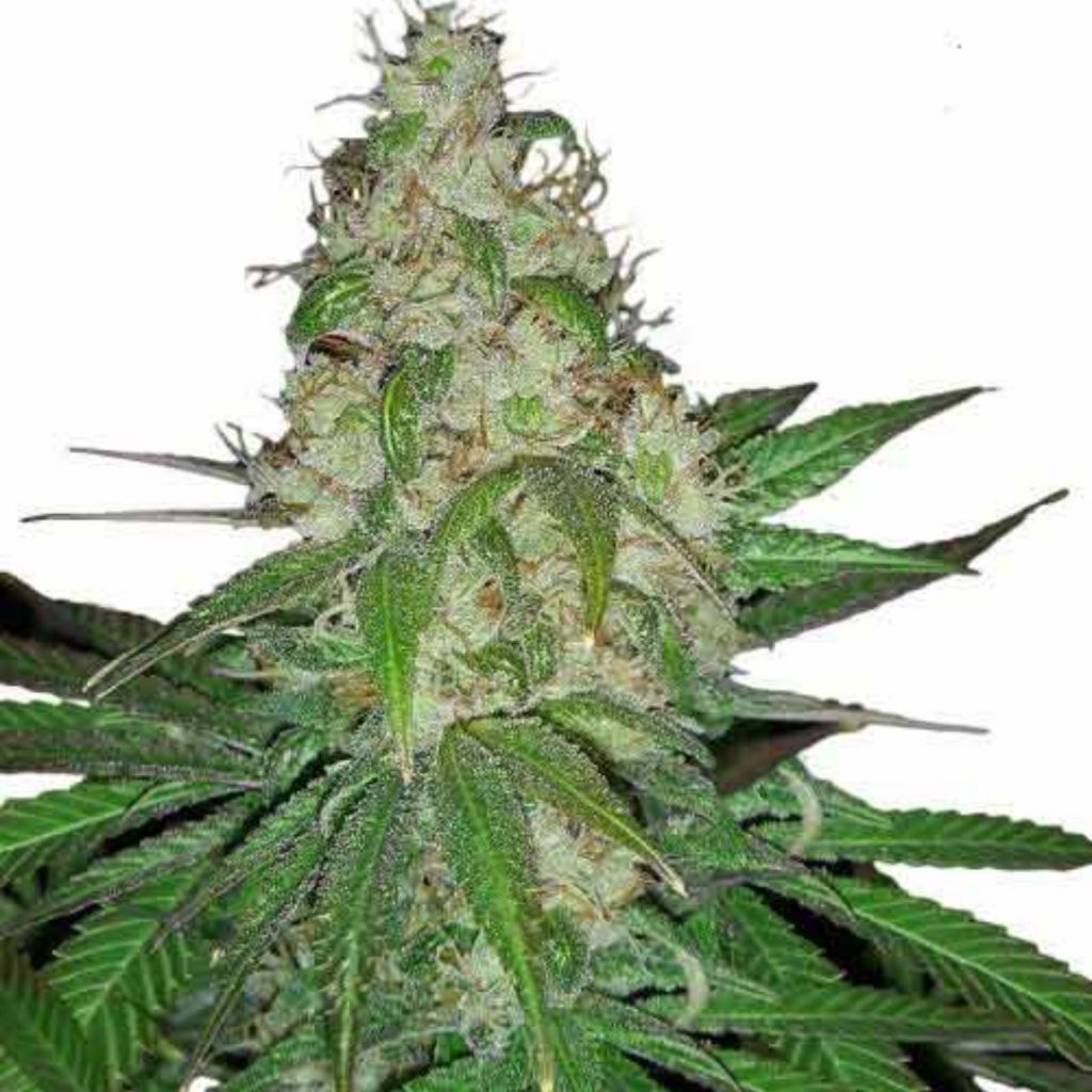 Sour-Diesel-Marijuana-Seeds-1