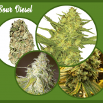 Sour Diesel Cannabis Strain Review & Effects