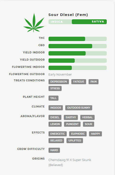 Sour-Diesel-marijuana-2