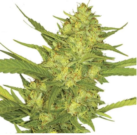 Sour-Diesel-marijuana-ilovegrowing