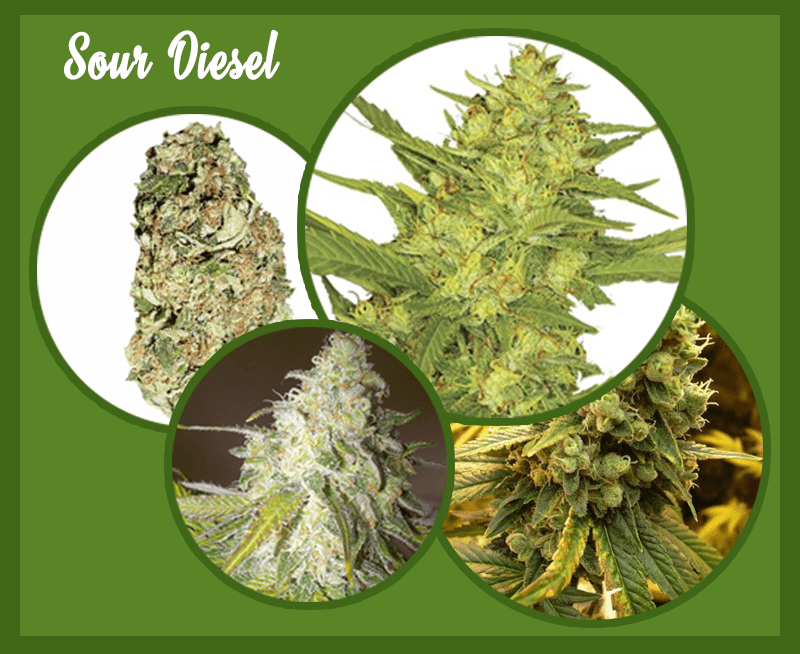 Sour-Diesel-marijuana