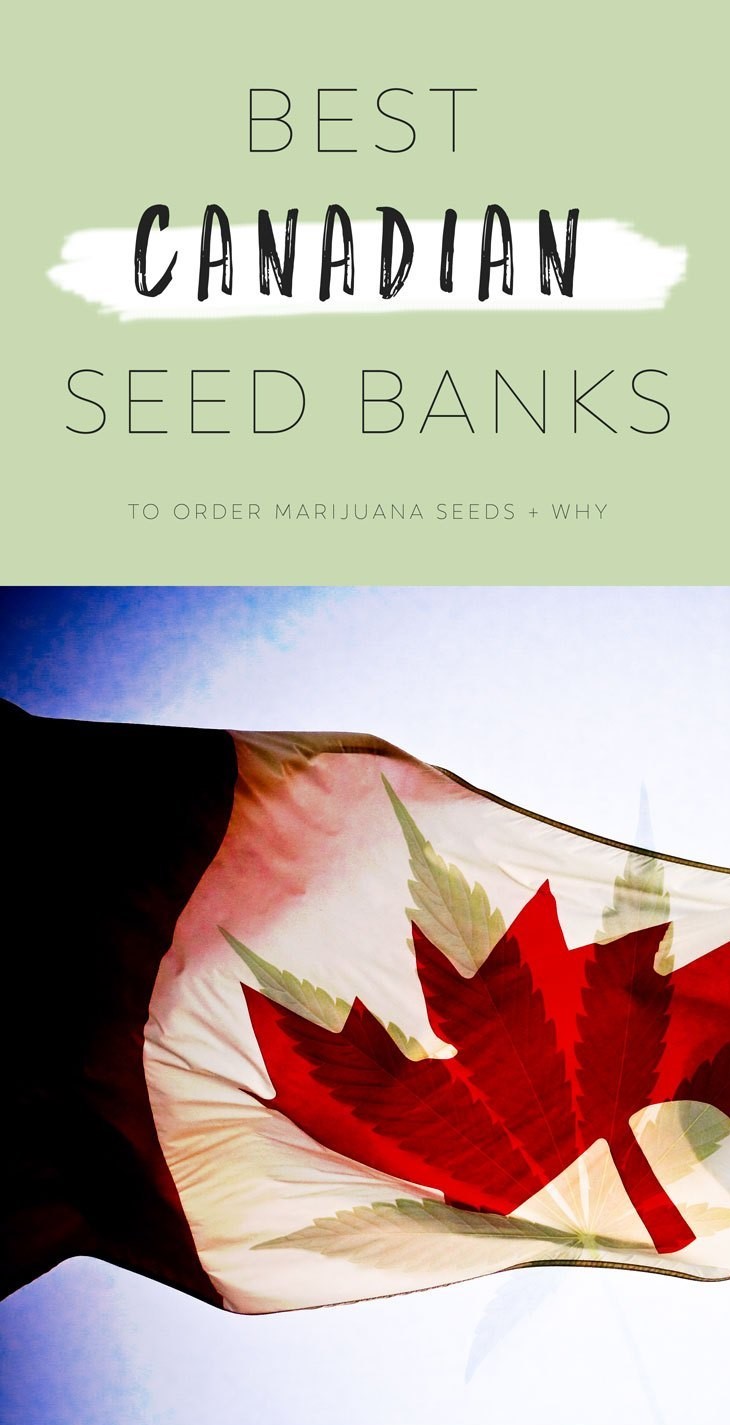 Best Canadian Seed Banks Buy Marijuana Seeds Online