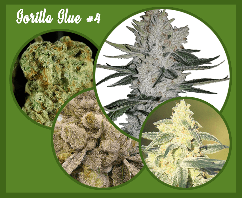 gorilla glue strain