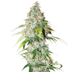 og-kush-marijuana-seeds