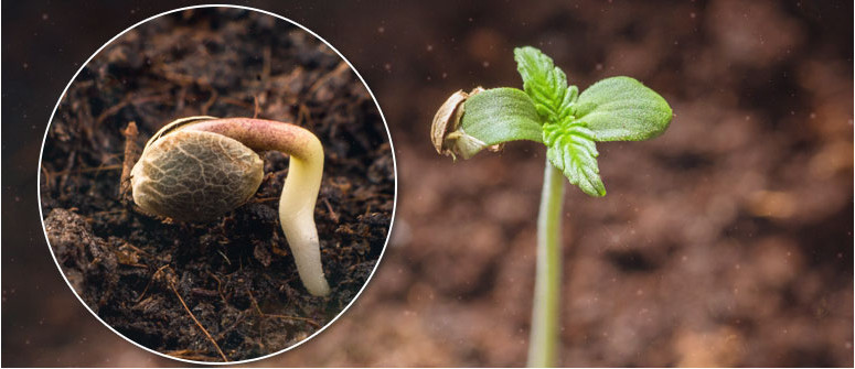 CANNABIS germination