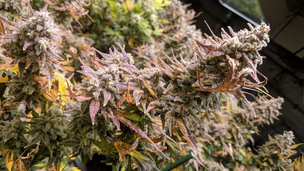 How To Grow Cannabis With Dense Buds