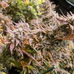How To Grow Cannabis With Dense Buds | Cannabis Tips