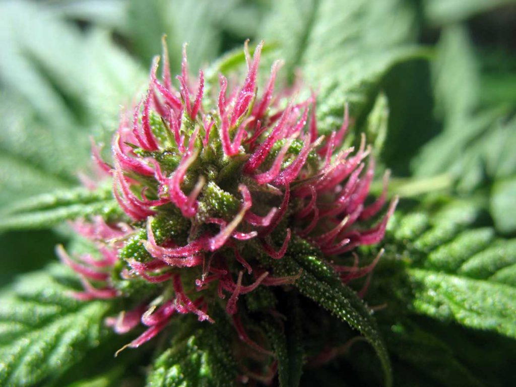 How to Grow Purple or Pink Cannabis Buds