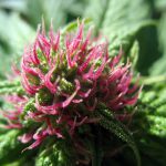How to Grow Purple or Pink Cannabis Buds | Grow  Colorful Weed