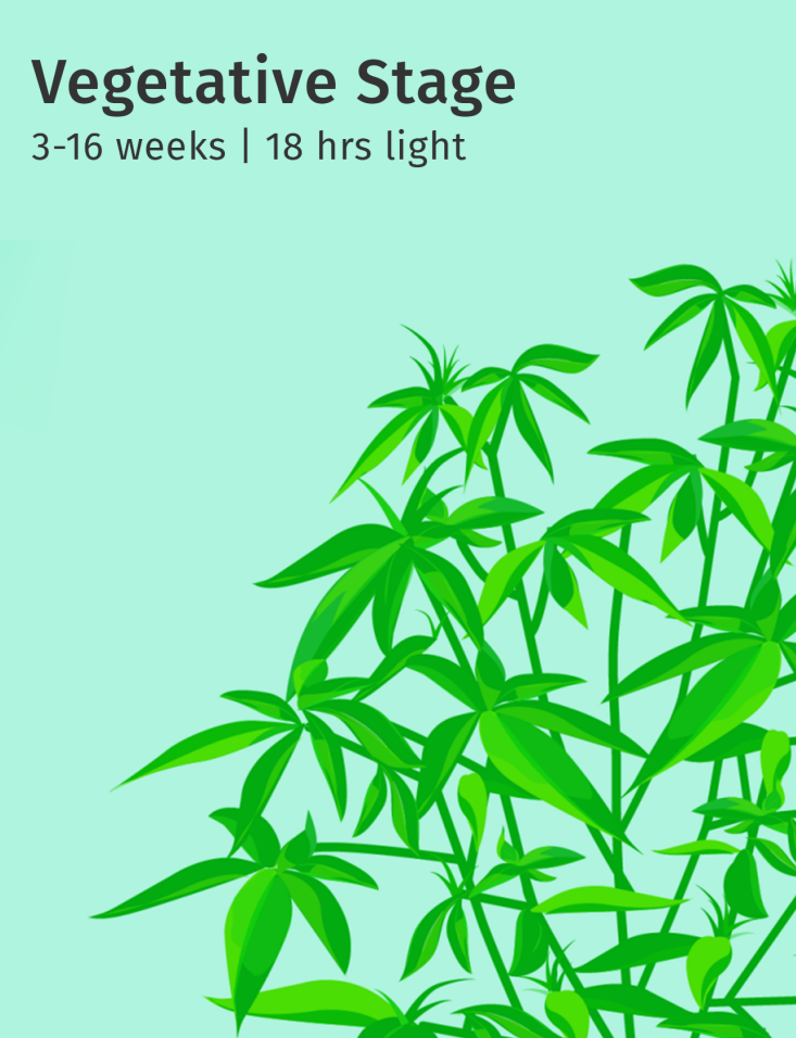 Vegetative stage cannabis