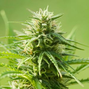 autoflowering-marijuana-seeds