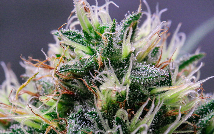 crystals cannabis