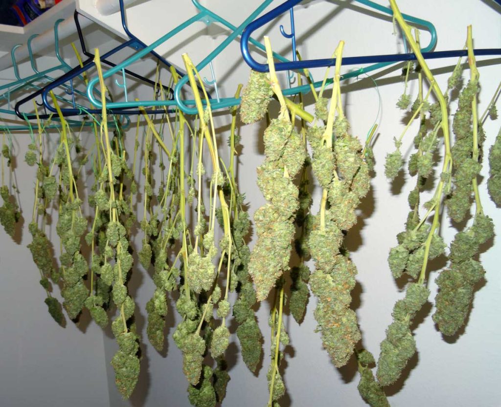 drying cannabis