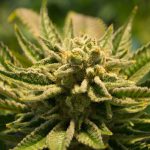 How To Grow Weed That Smells Strong | Tips For Maximize Taste and Smell