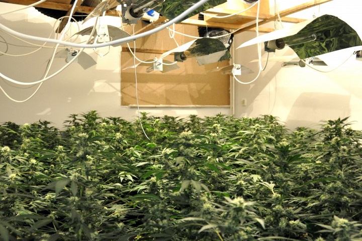 How To Grow Big Buds Indoors 10 Ways To Increase Yields