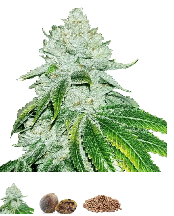 Gelato Weed Strain Reviews Marijuana Strain Depth Information
