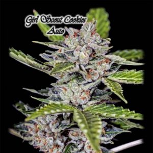 Girl Scout Cookies Auto Feminized Seeds 2