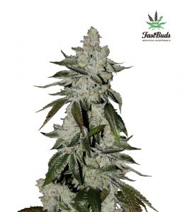 Girl Scout Cookies Auto Feminized Seeds