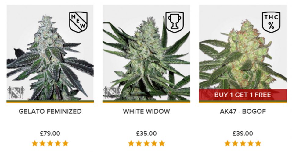 MSNL Seeds Best Selling Strains