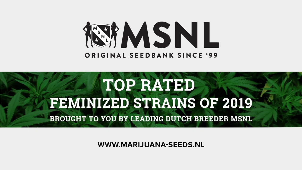 MSNL Seeds Review