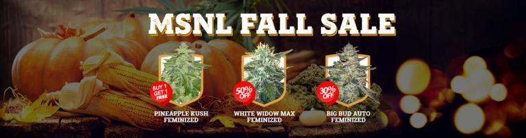 MSNL_Fall_Sale