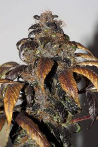 Purple Bud Regular Cannabis Seeds