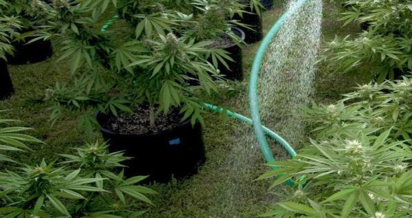 Water-for-Marijuana-Plant