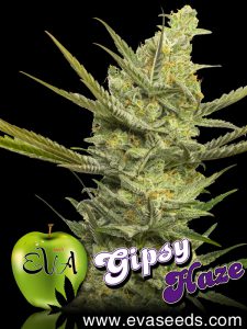 gipsy-haze-eva-seeds