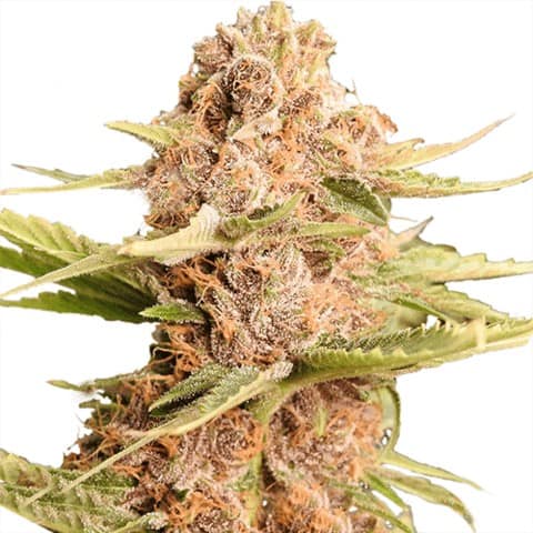 girl-scout-cookies-extreme-seeds
