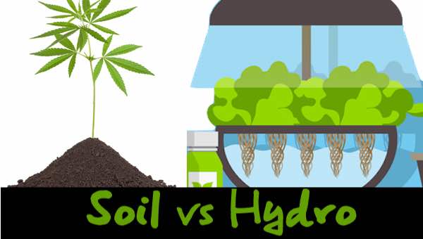 hydro-vs-soil-marijuana