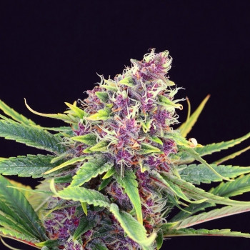 Purple Kush Feminised Seeds