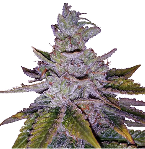 purple kush seed