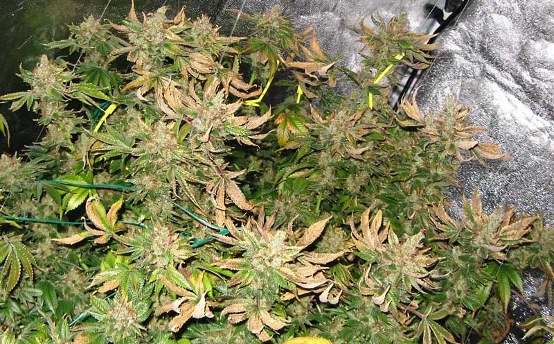 Heat resistant cannabis strain 