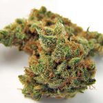 Best Northern Lights Weed Strain Review