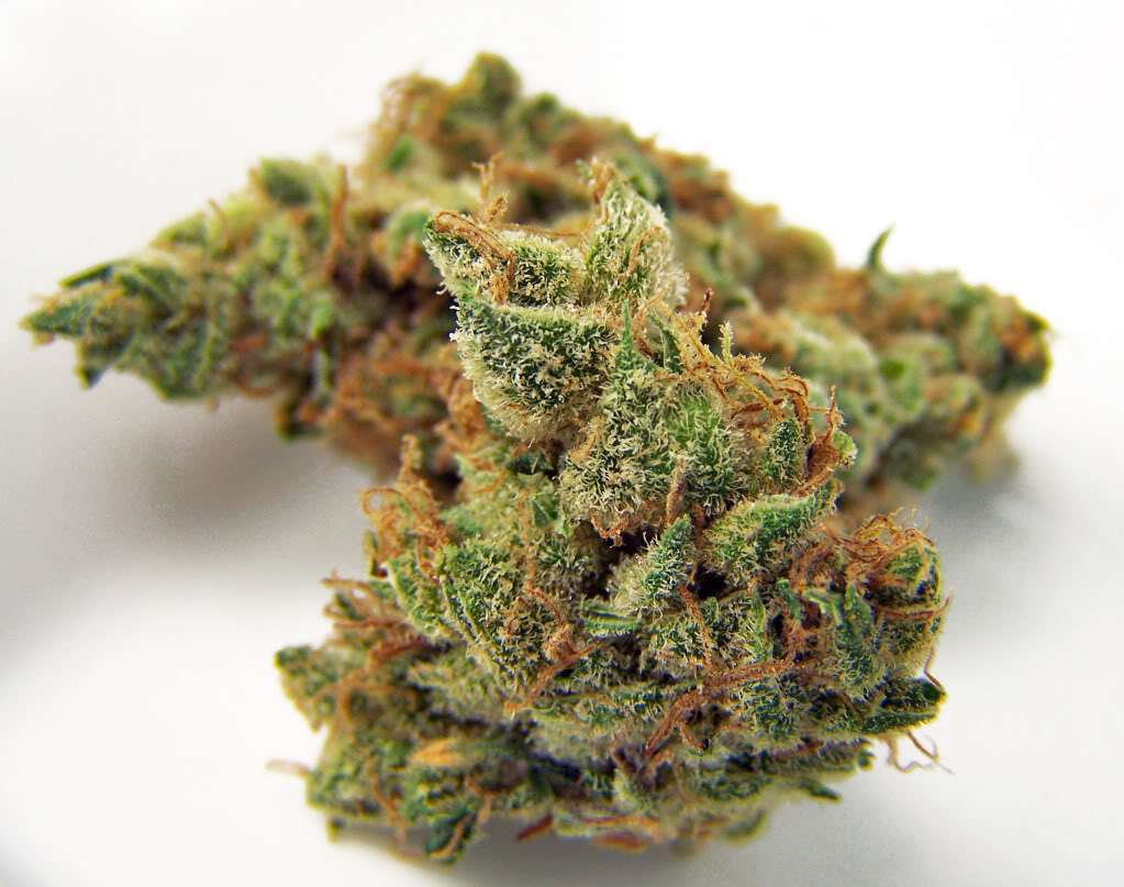 Northern Lights Weed Strain Reviews & Information.