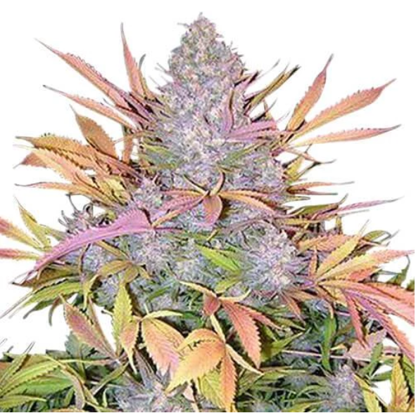 Strawberry Cough Weed Strain [Feminised Seeds] Reviews