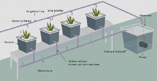 aquaponics-dutch-bucket