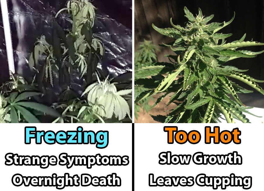 freezing-vs-hot-temperatures-cannabis-grow-room