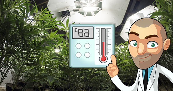 ideal temperature in a marijuana plant