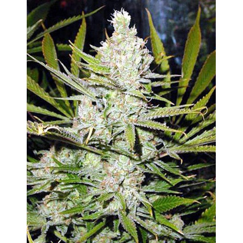 Northern Lights Weed Strain Reviews & Information