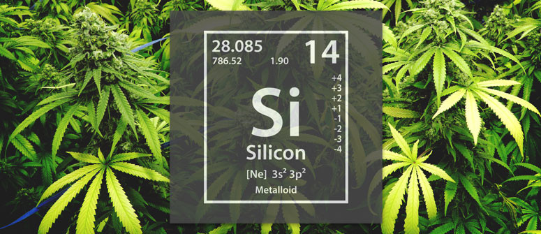 silicate-growing-cannabis