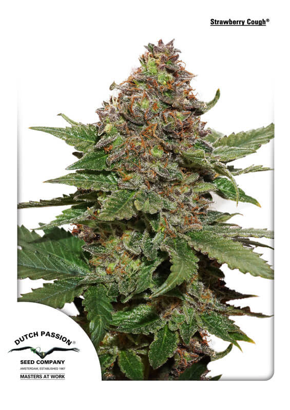 Strawberry Cough Weed Strain [Feminised Seeds] Reviews