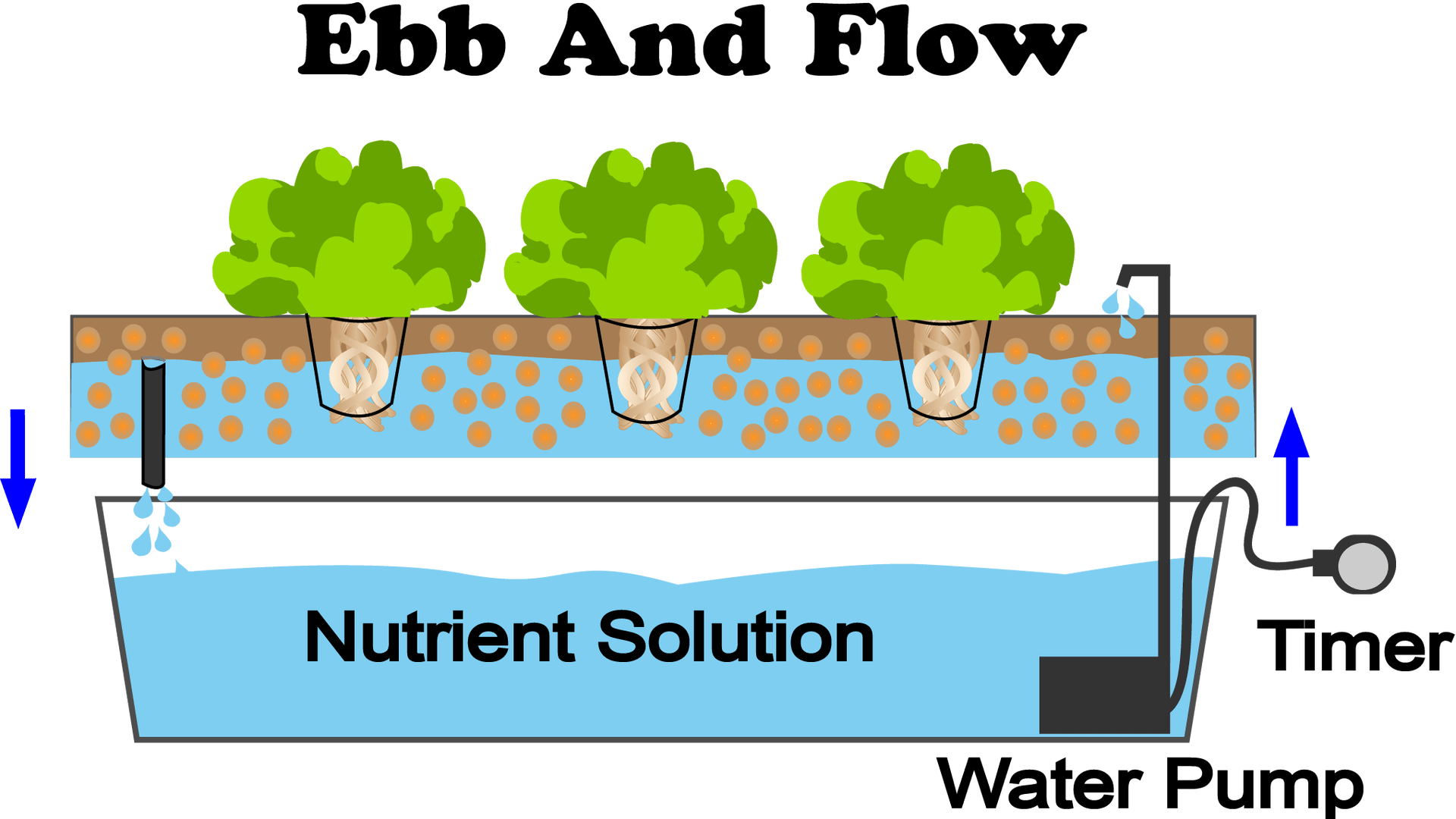 Ebb and Flow Hydroponics
