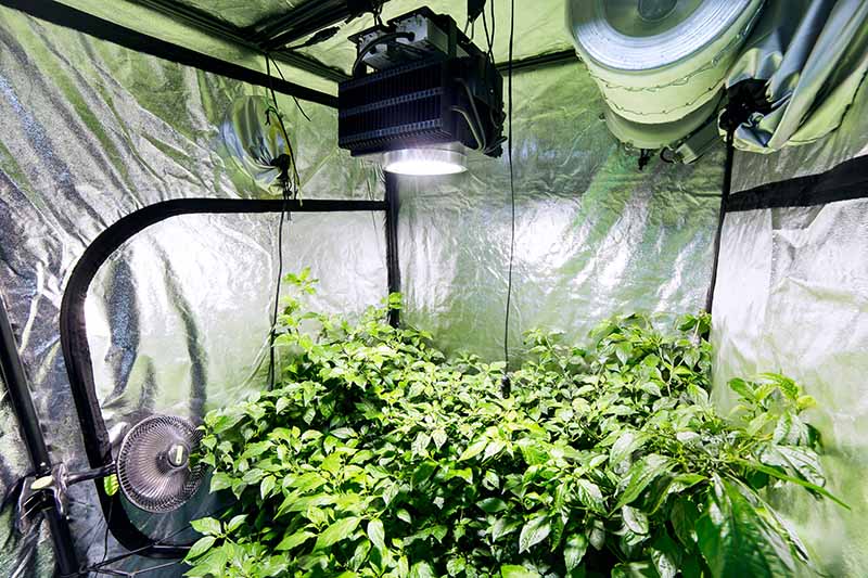 Ventilating the Grow room