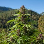 How to Grow Bigger Cannabis Buds Outdoors