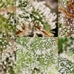Best Microscope For Weed | Marijuana Under a Microscope